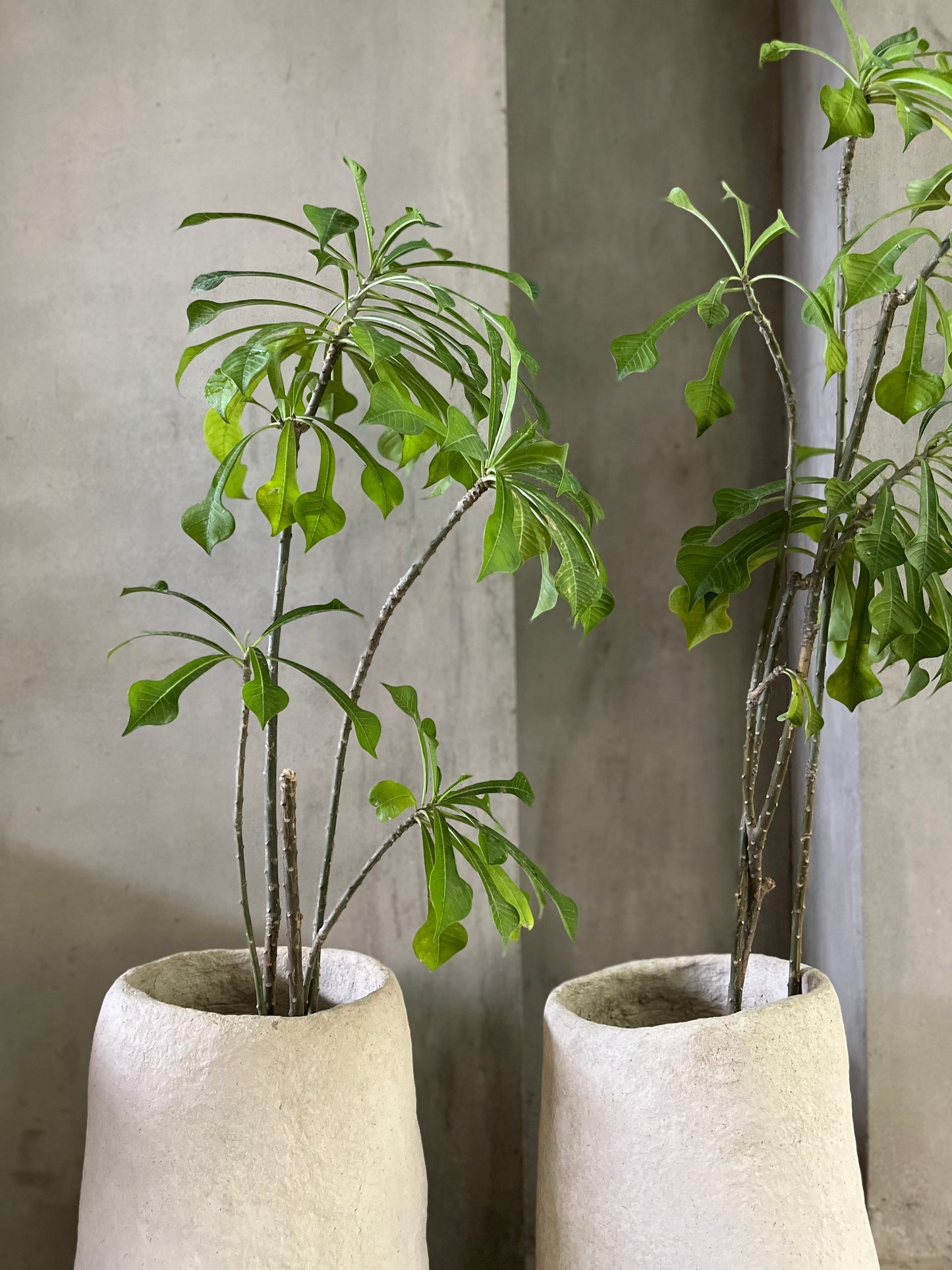 Papercrete Planter III