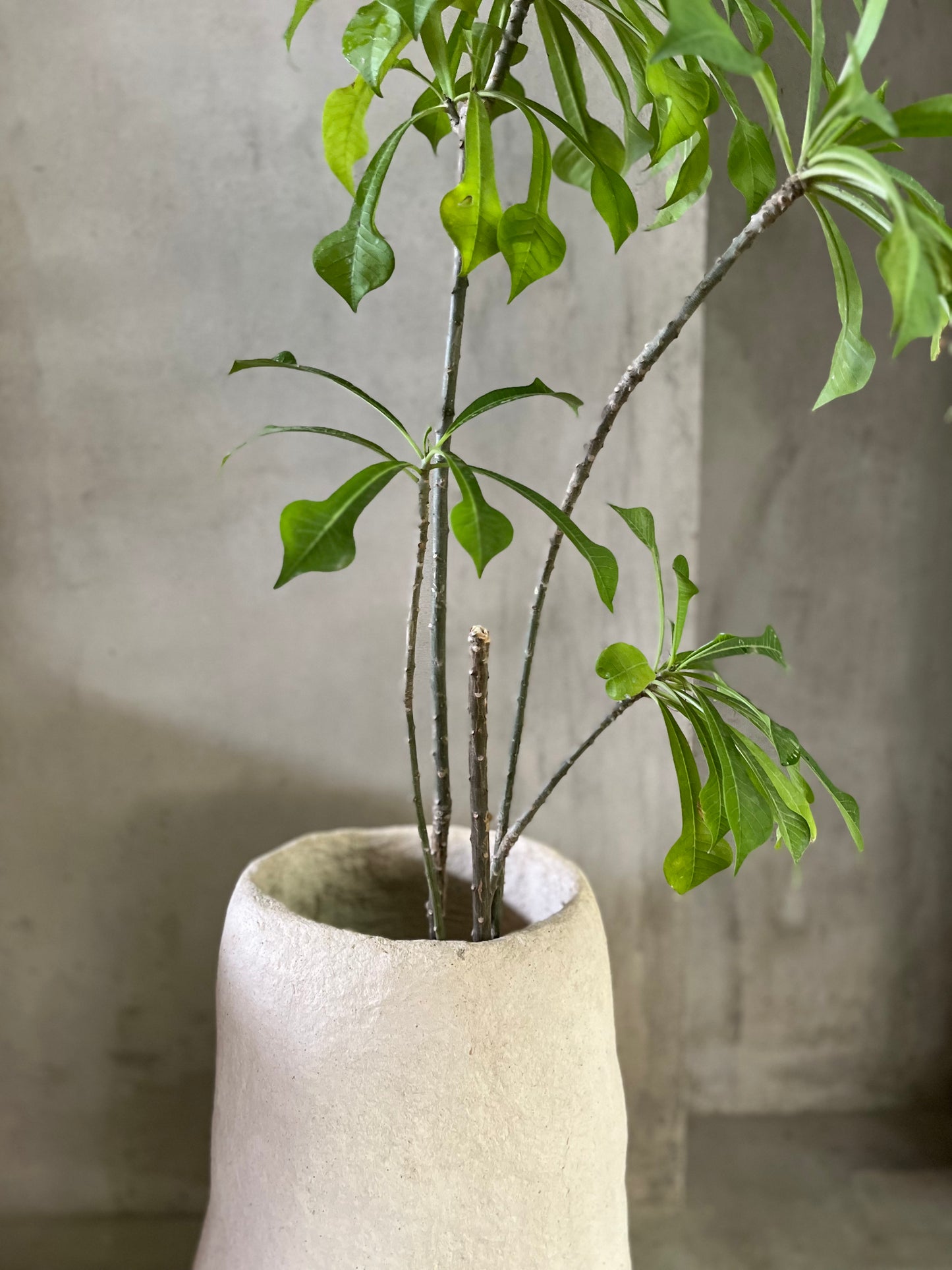 Papercrete Planter III