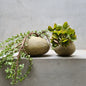 Papercrete Planters